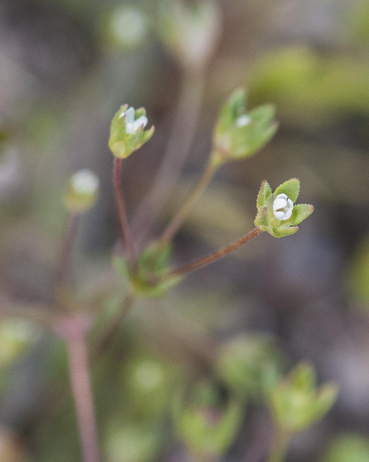 Western Rockjasmine Flower
