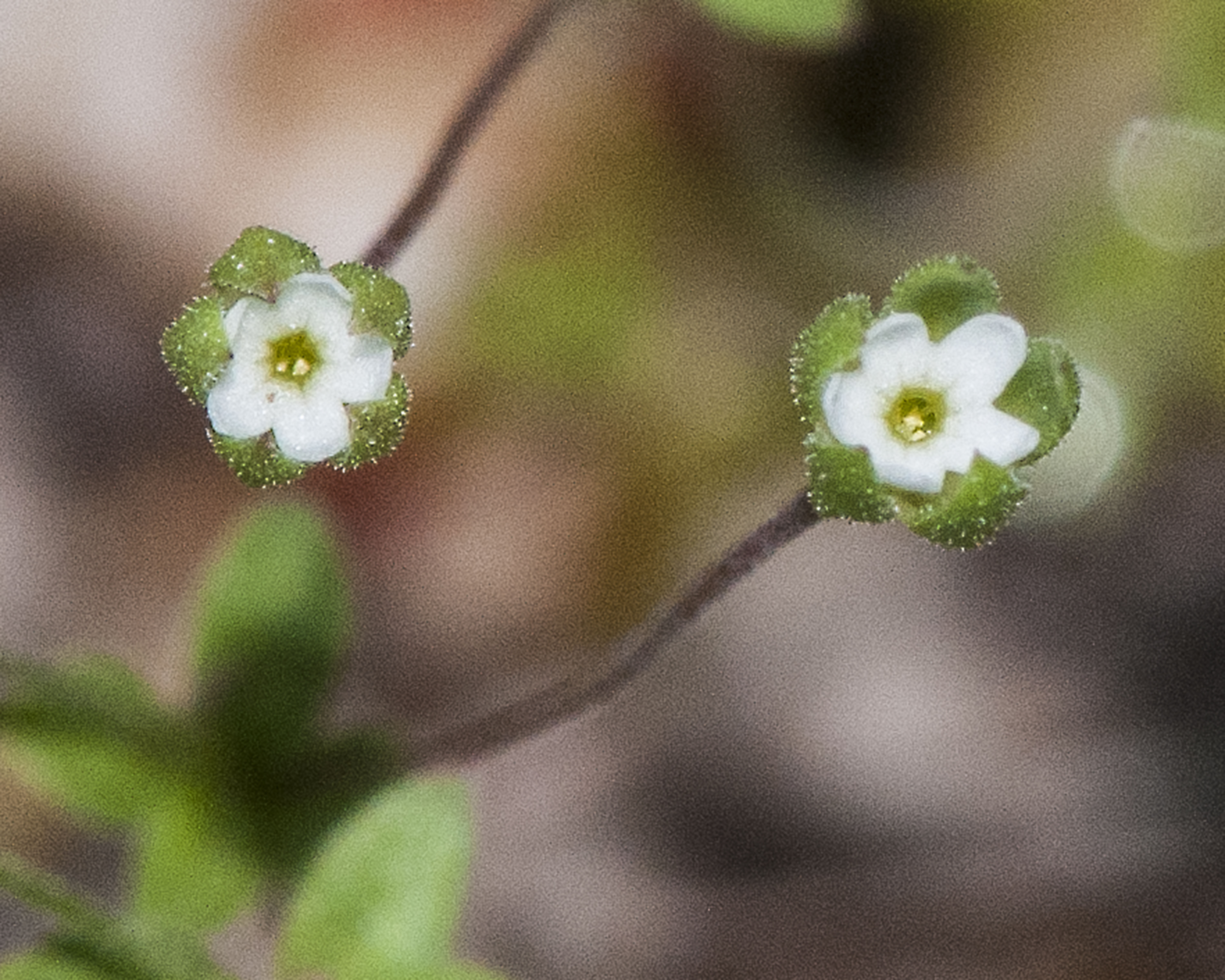 Western Rockjasmine Flower