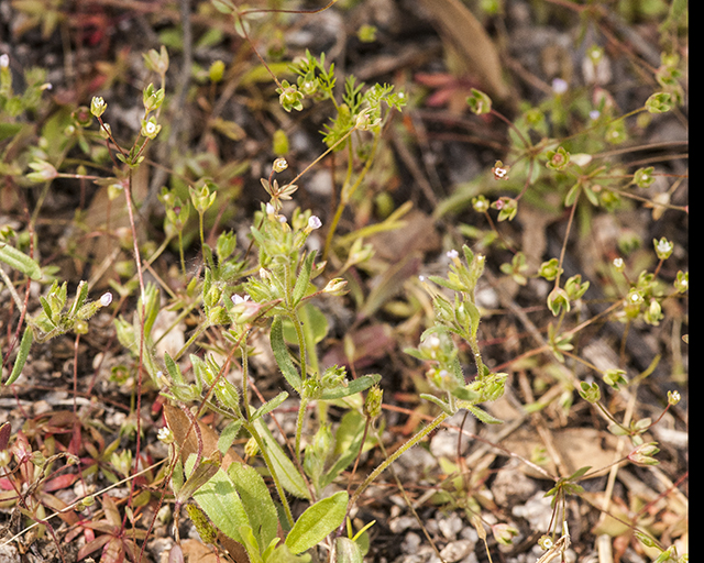 Western Rockjasmine Plant