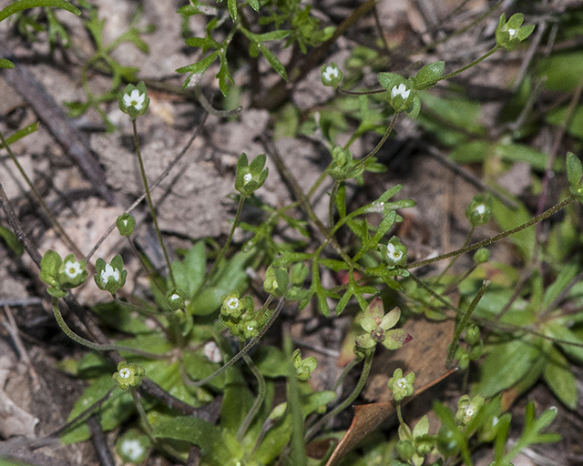 Western Rockjasmine Plant