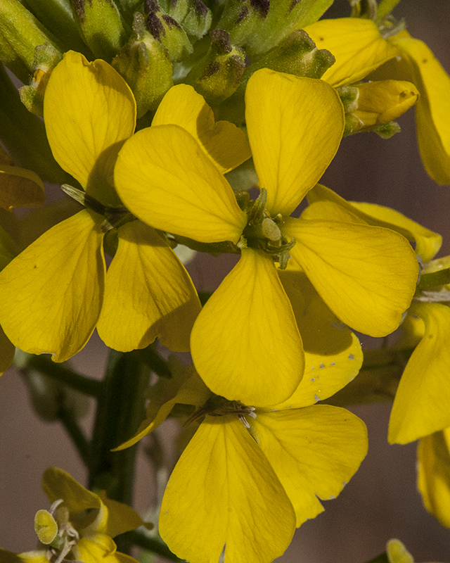 Western Wallflower Flower