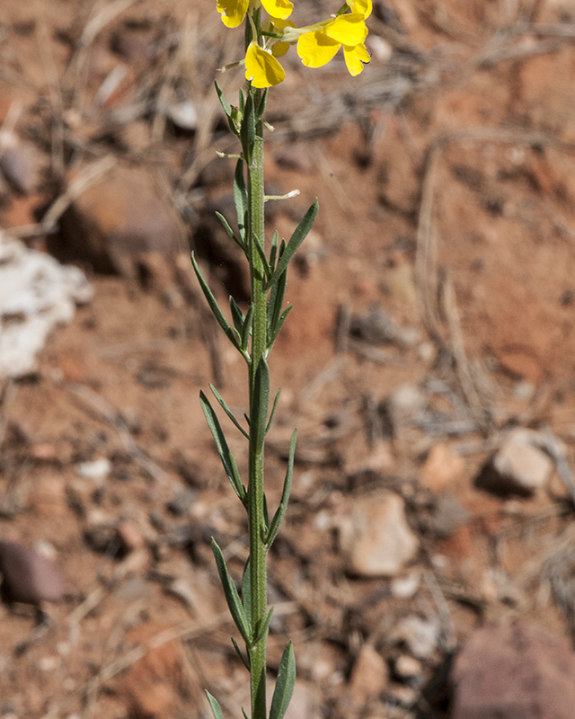 Western Wallflower Leaves