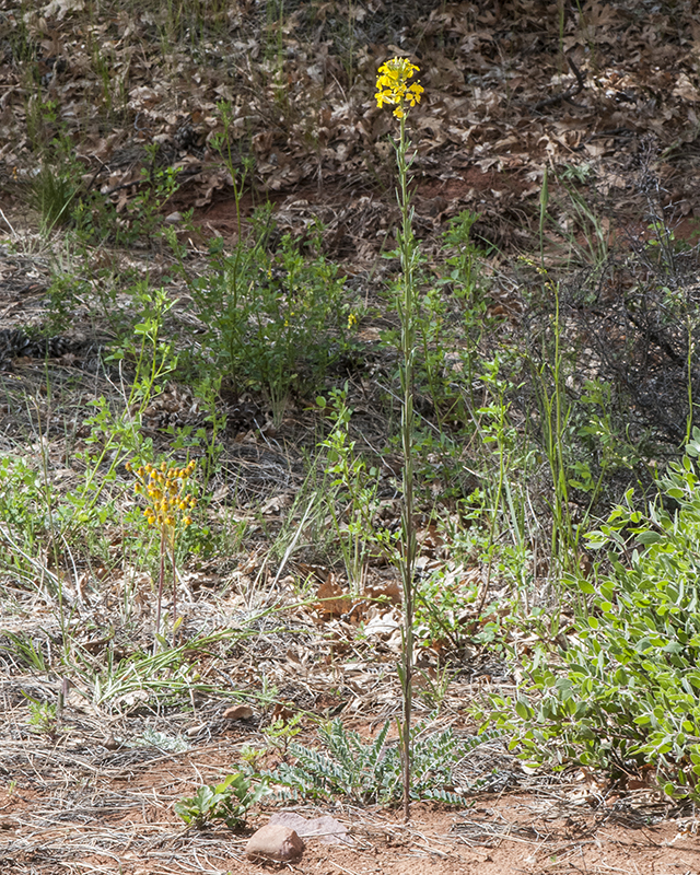Western Wallflower Plant