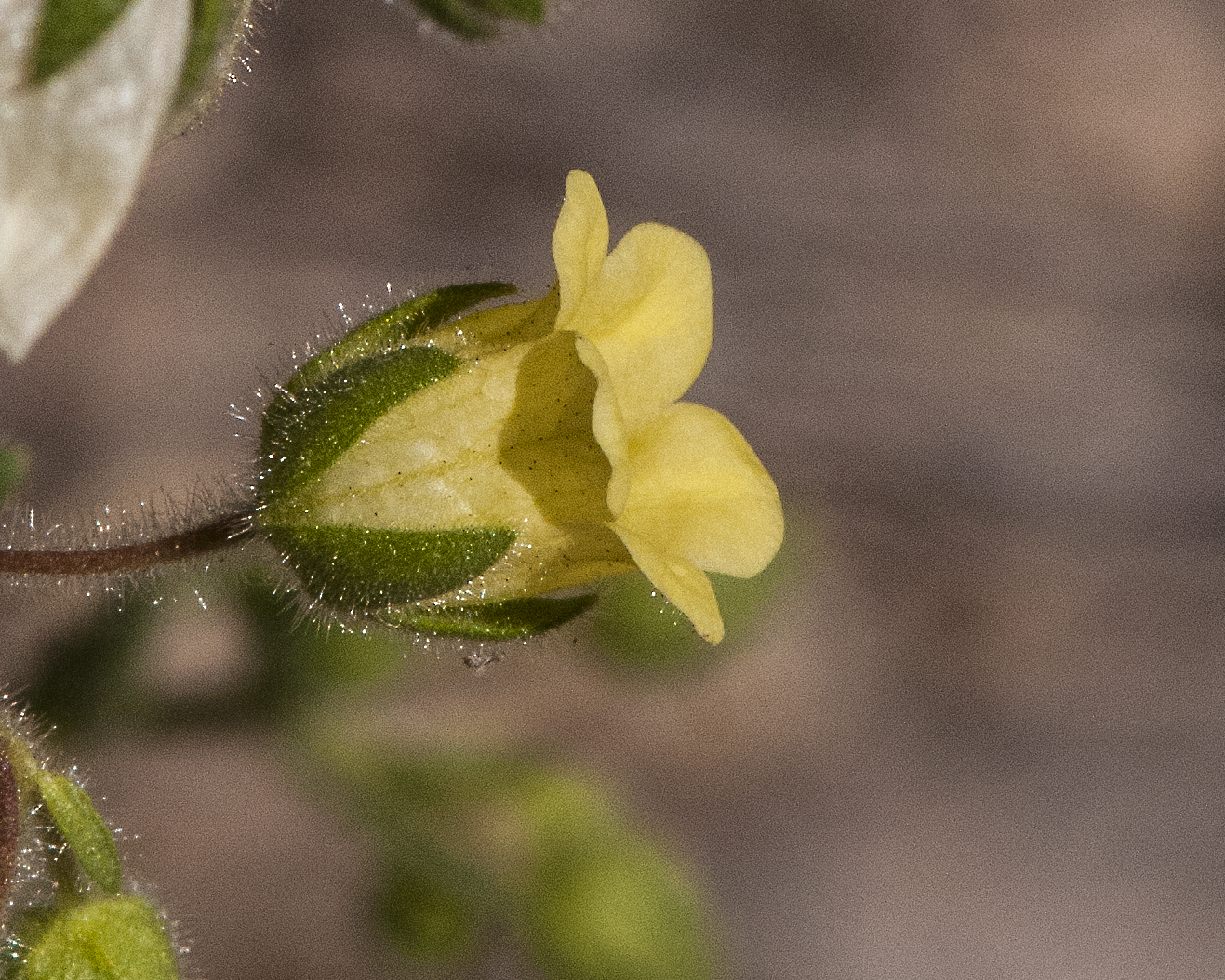Whispering Bells Flower