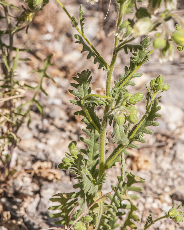 Whispering Bells Leaves