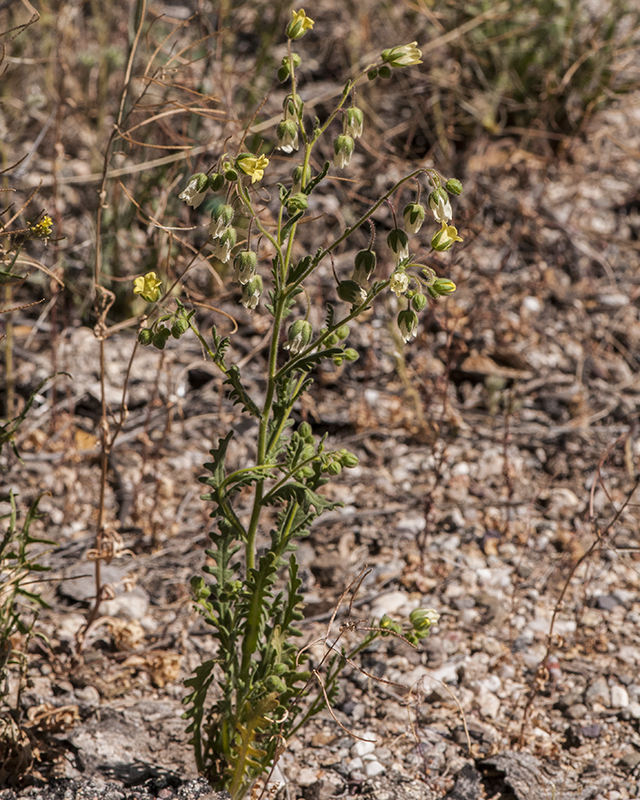 Whispering Bells Plant