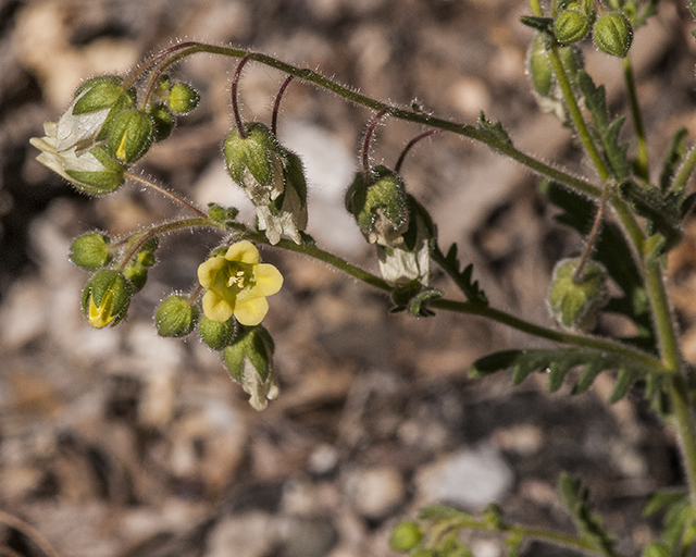 Whispering Bells Stem
