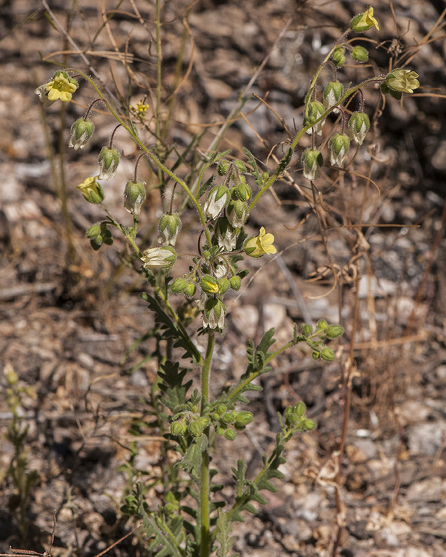 Whispering Bells Stem