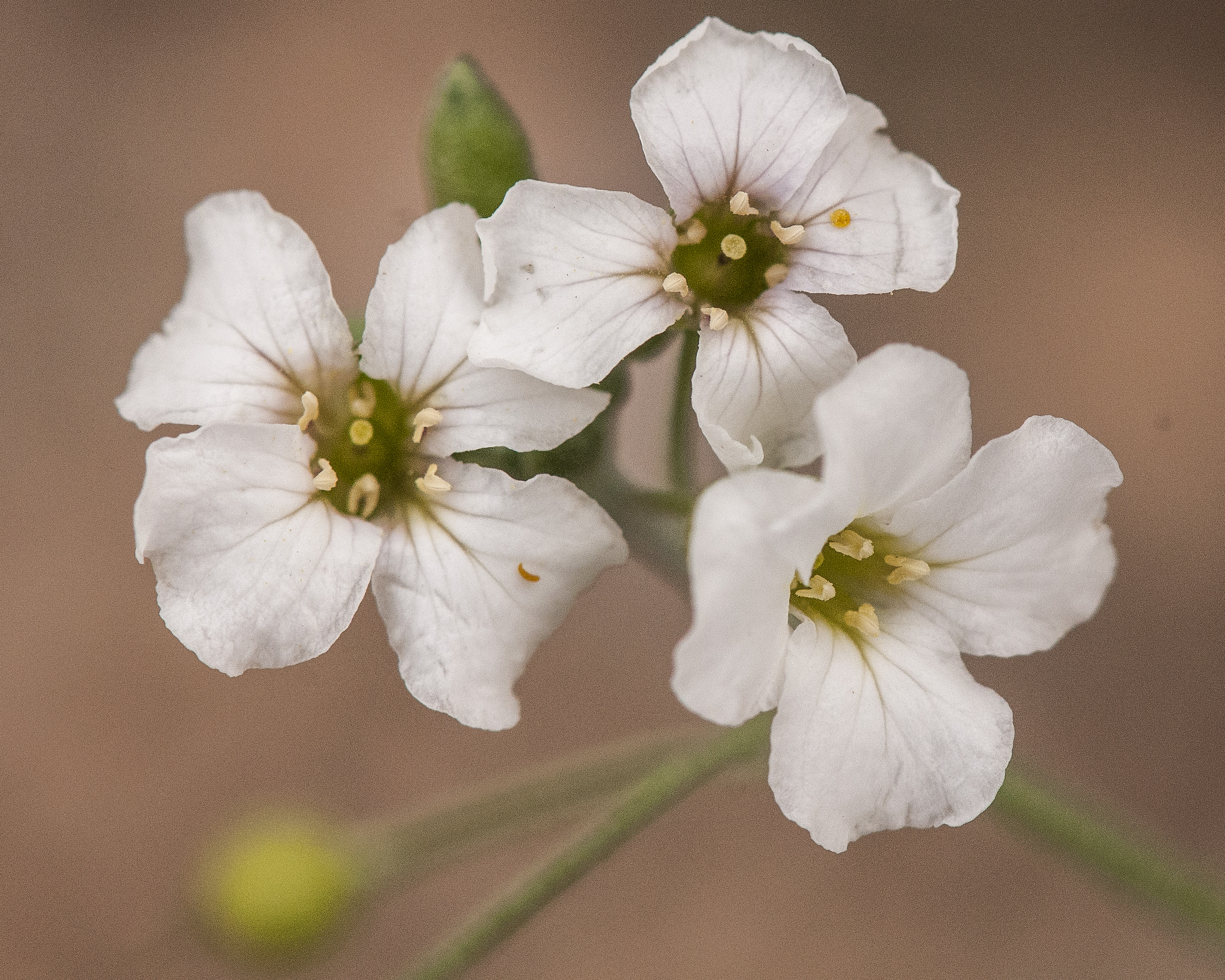 White Bladderpod Flower