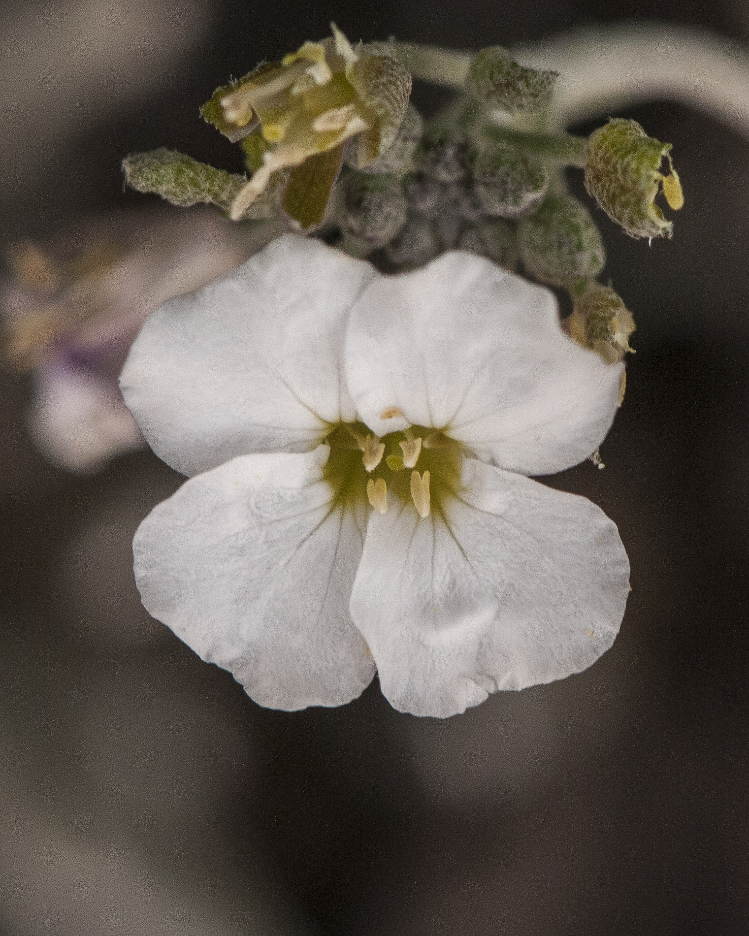 White Bladderpod Flower