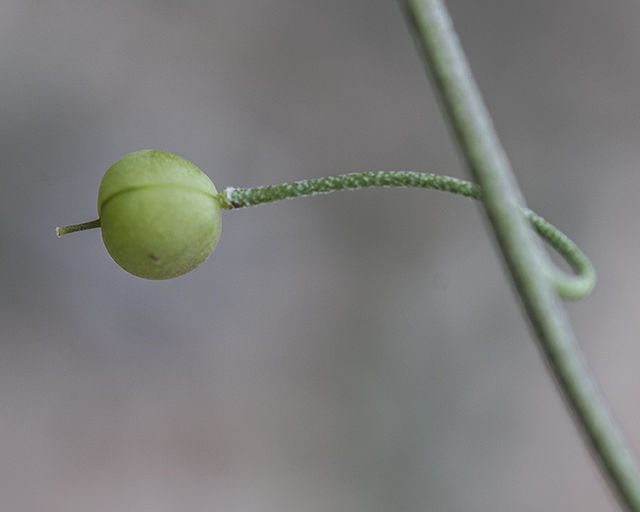 White Bladderpod Fruit