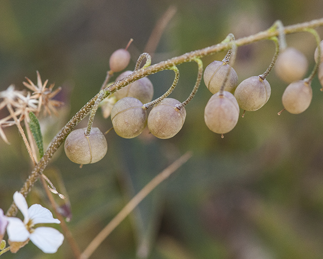 White Bladderpod Fruit