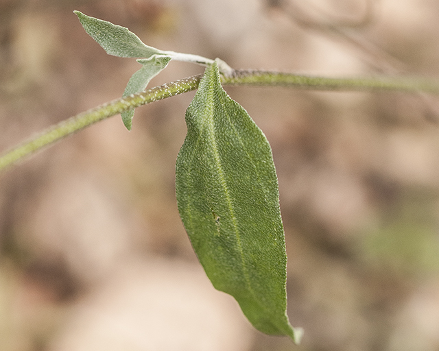 White Bladderpod Leaves