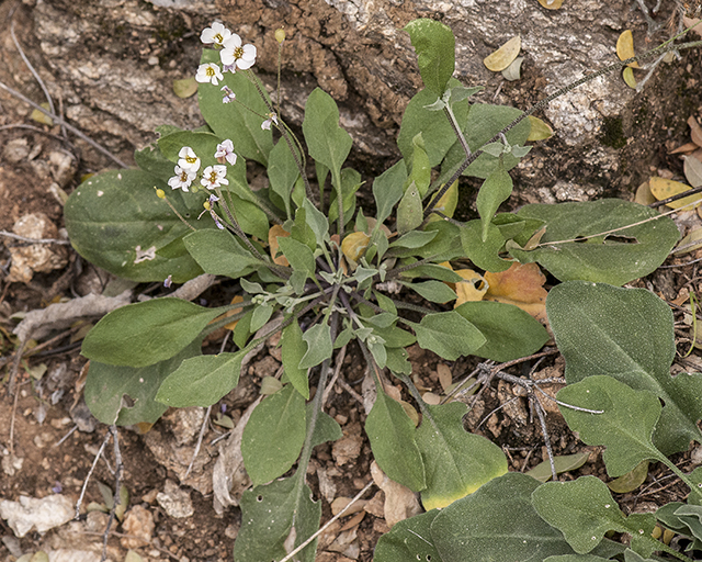 White Bladderpod Plant