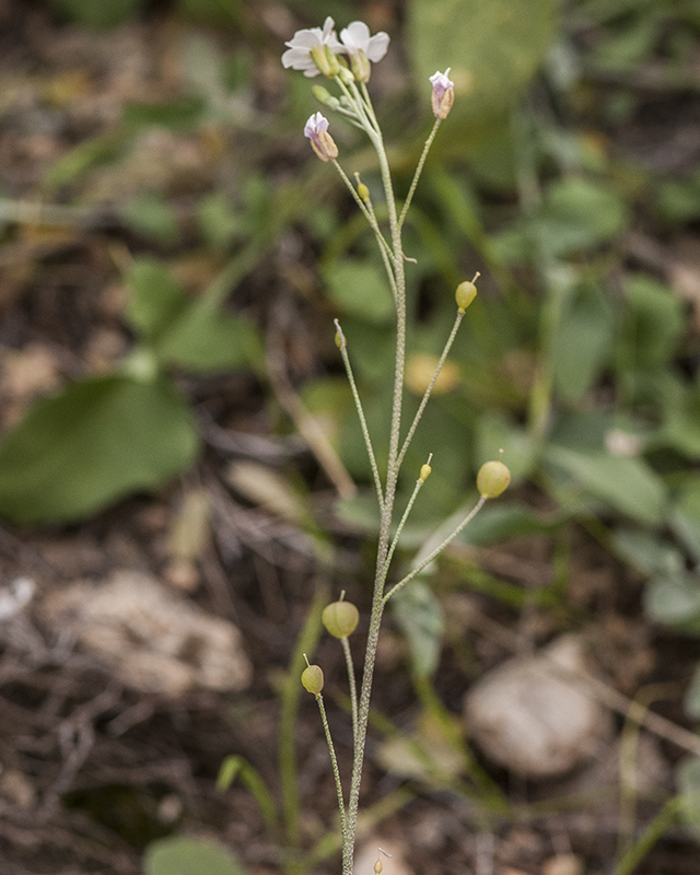 White Bladderpod Stem