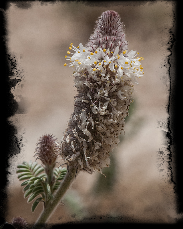Whiteflower Prairie Clover Flower