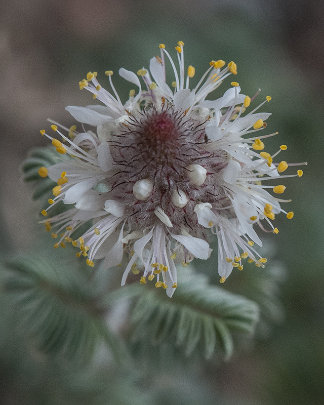 Whiteflower Prairie Clover Flower