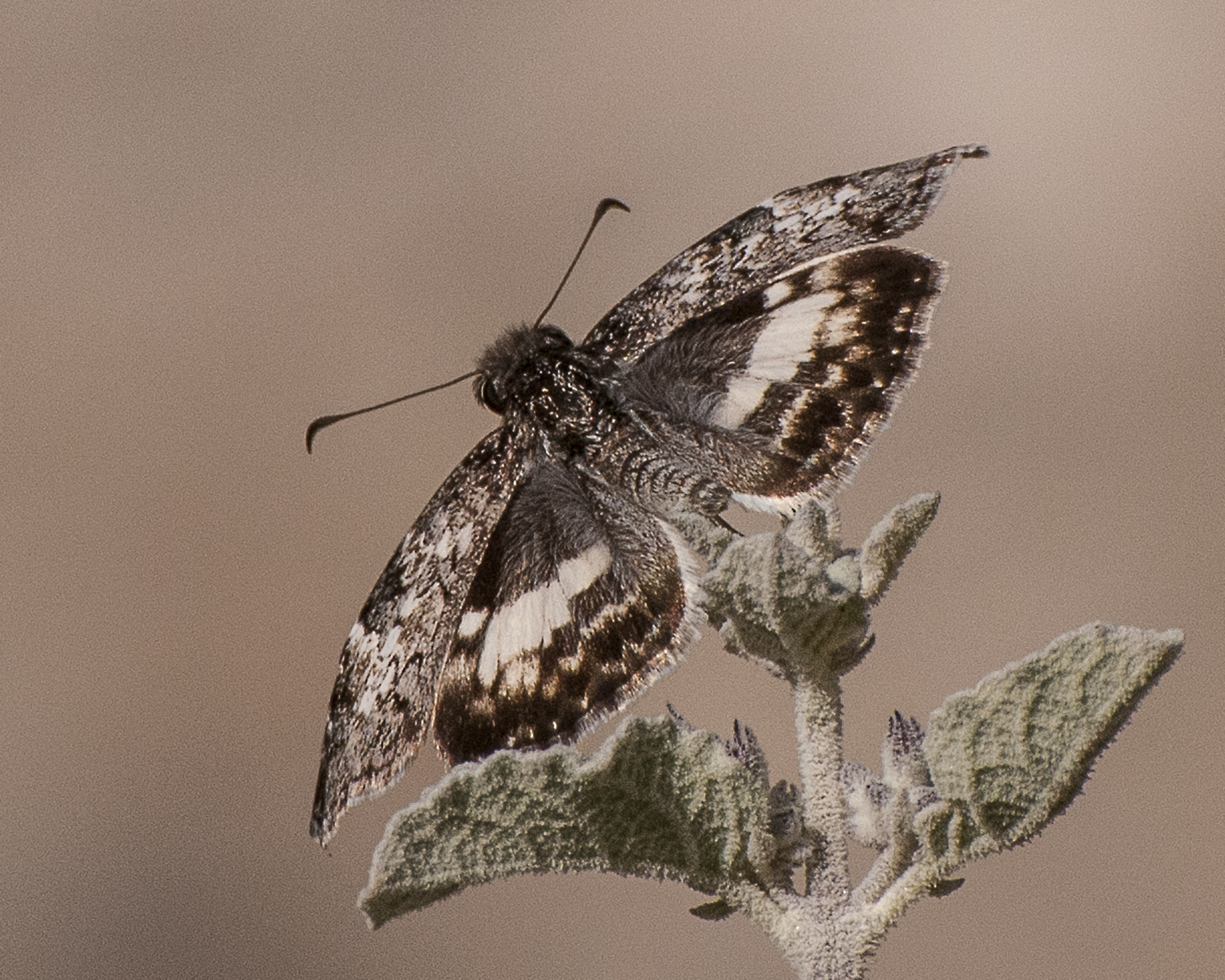 White-patched Skipper