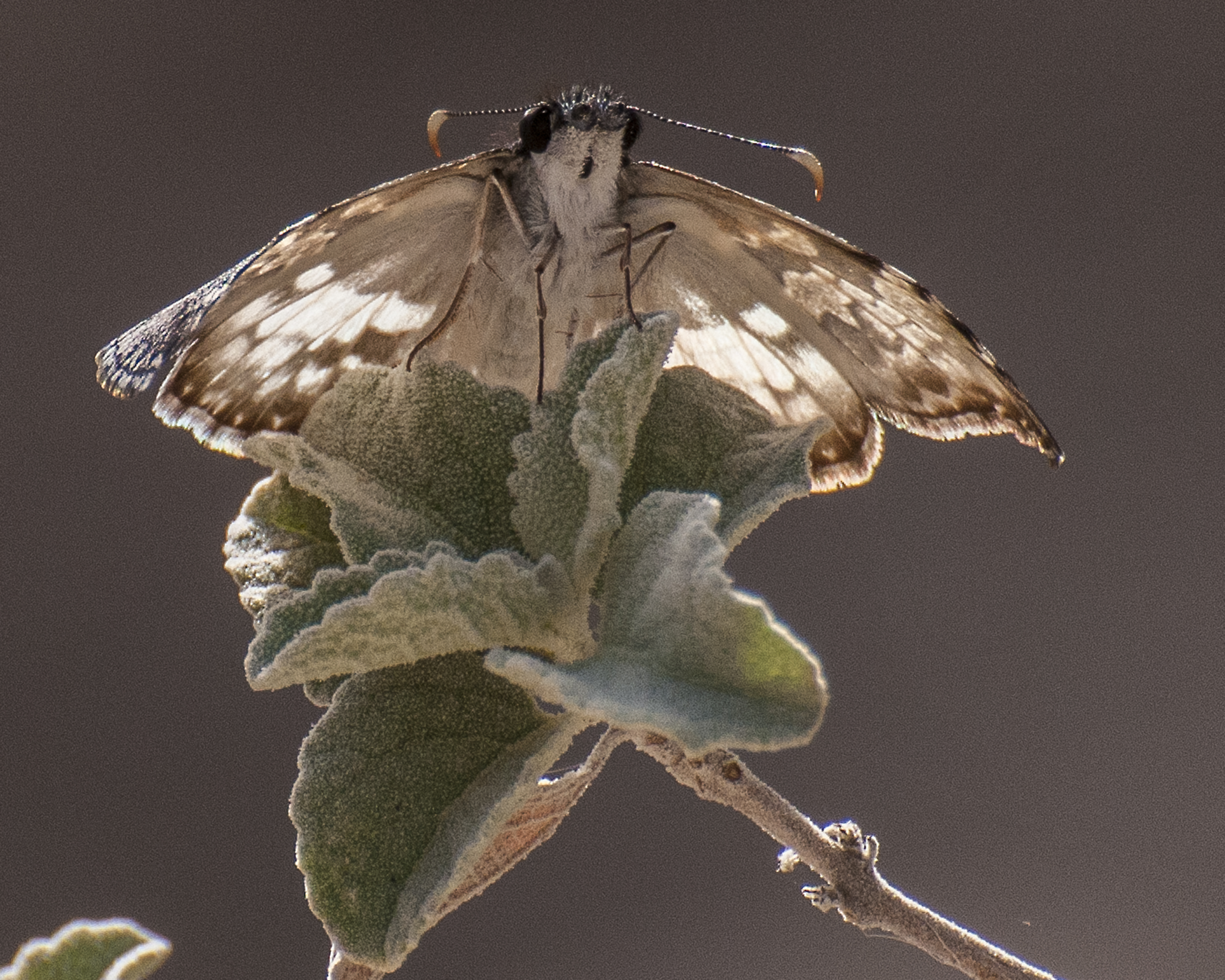White-patched Skipper