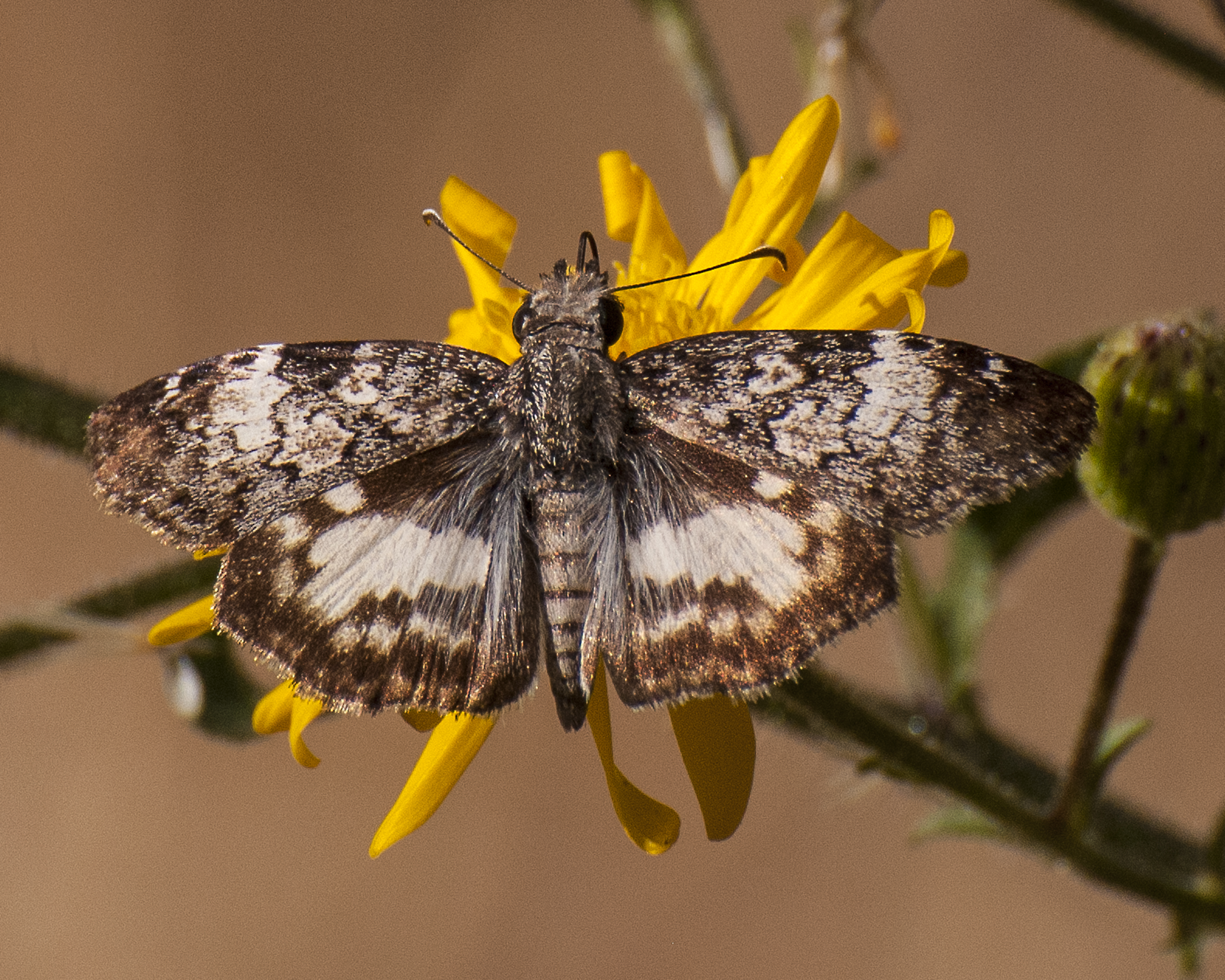 White-patched Skipper