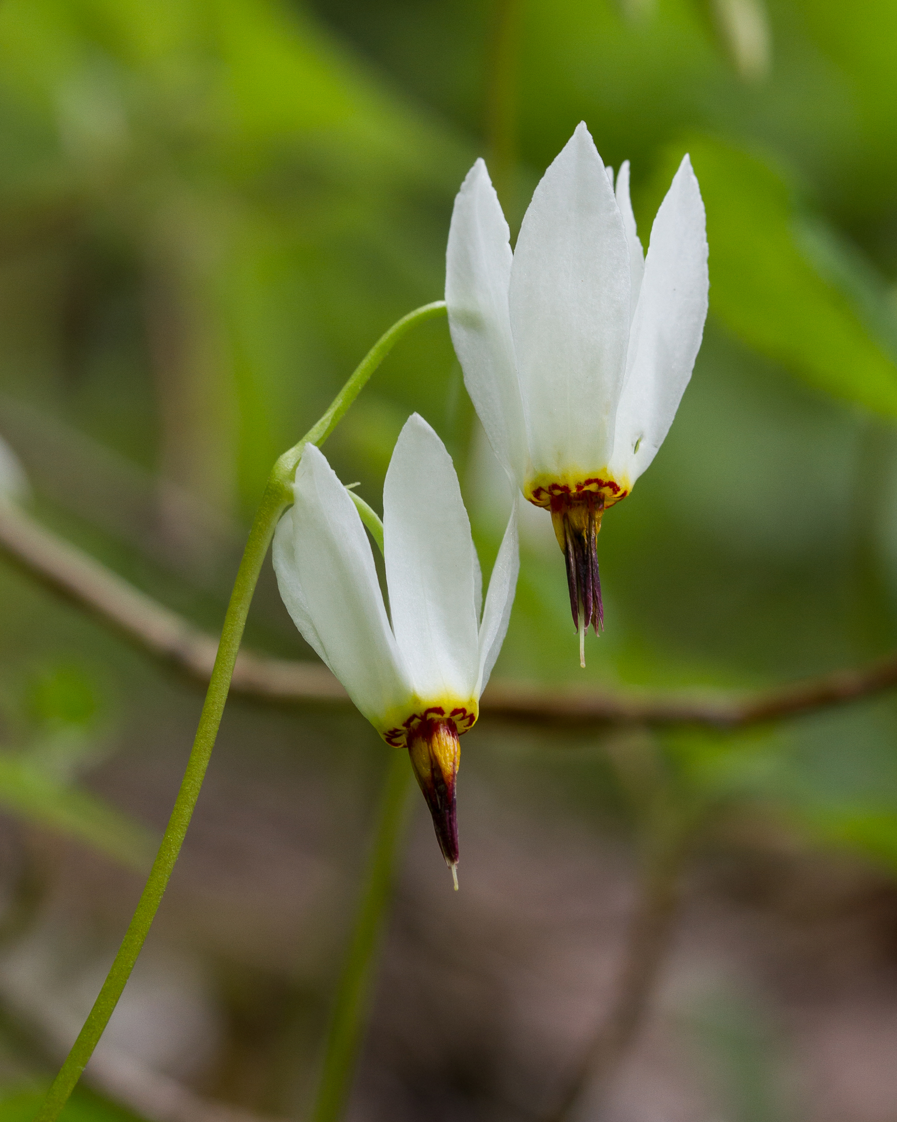 White Shootingstar Flower