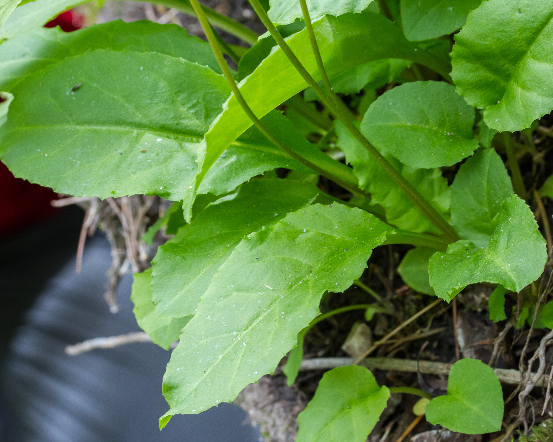 White Shootingstar Leaves