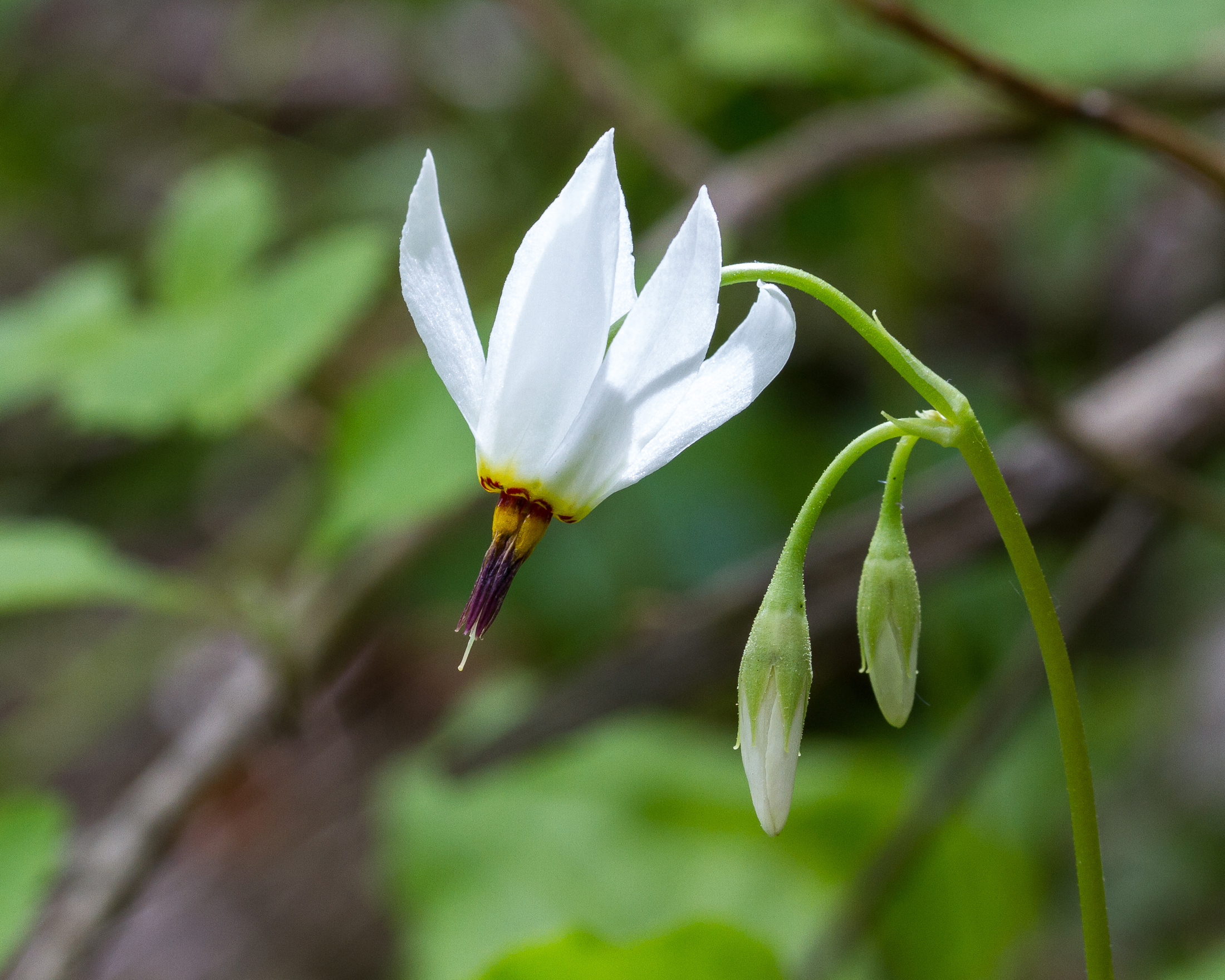 White Shootingstar Flower
