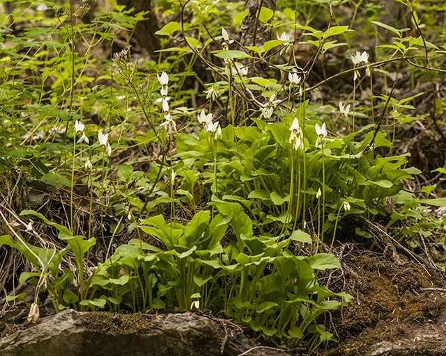 White Shootingstar Plant