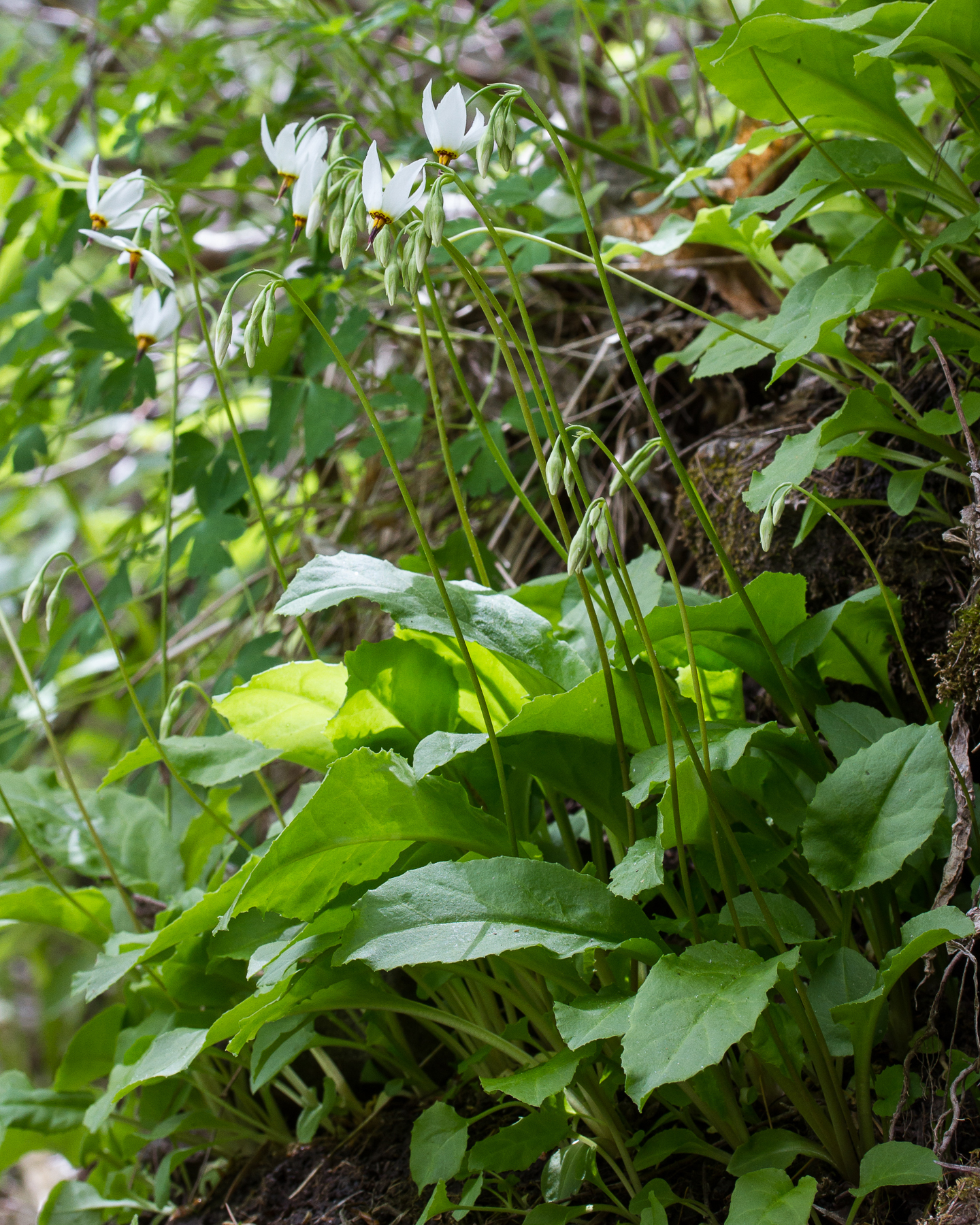 White Shootingstar Plant