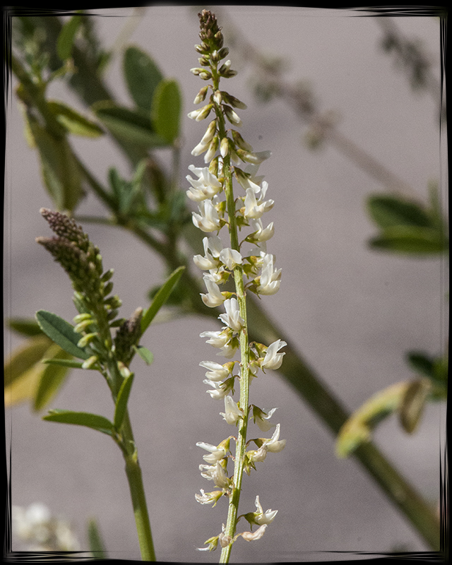 White Sweetclover Flower