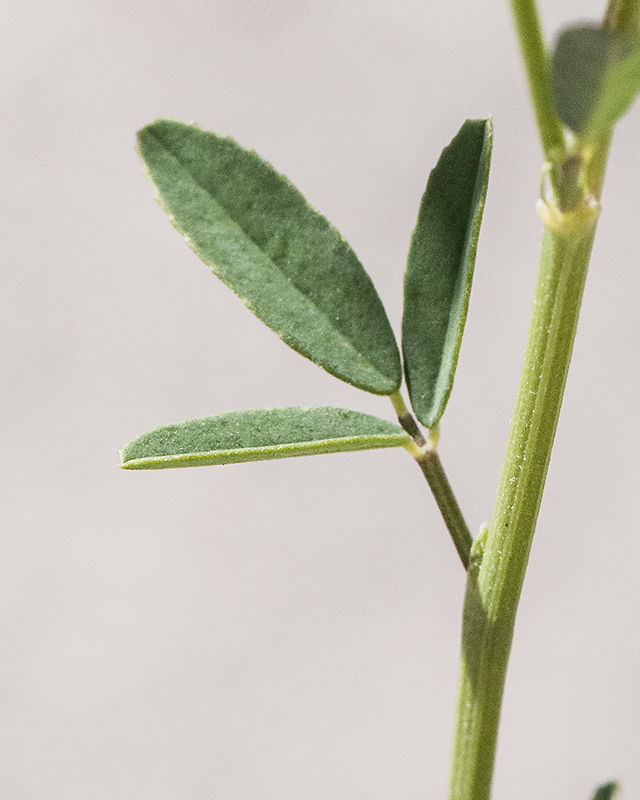 White Sweetclover Leaves