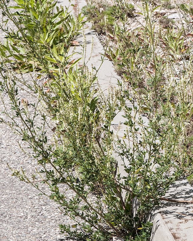 White Sweetclover Plant