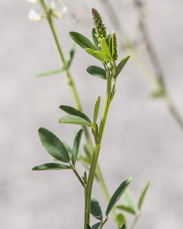 White Sweetclover Stem