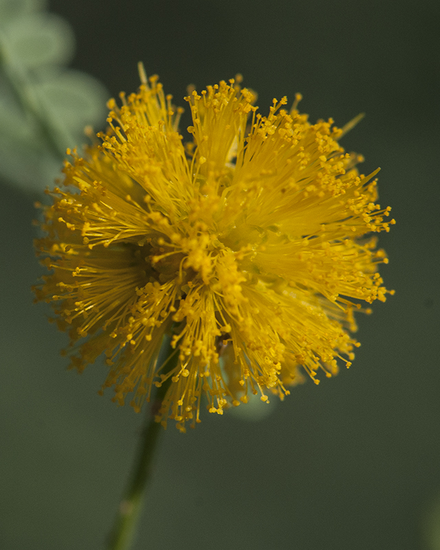 Whitethorn Acacia Flower