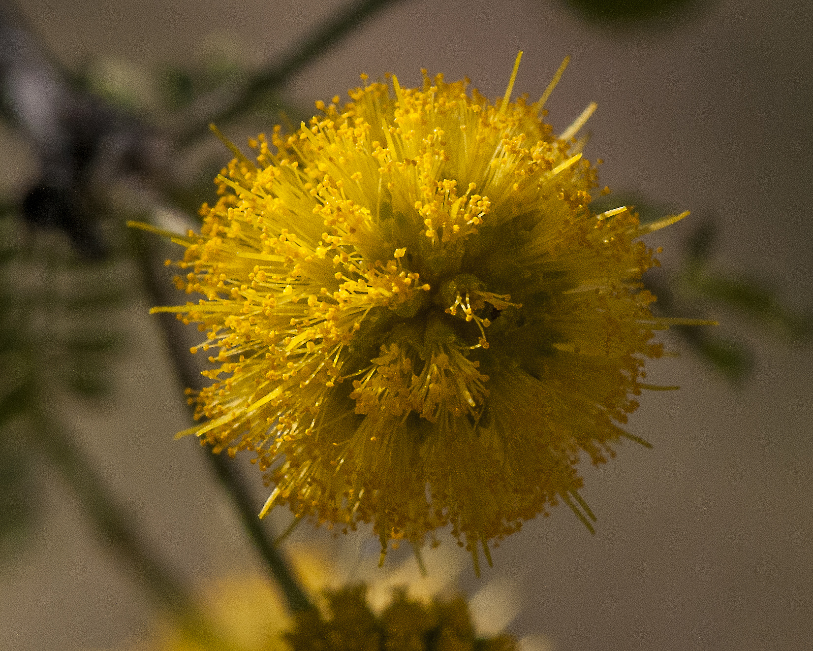 Whitethorn Acacia Flower