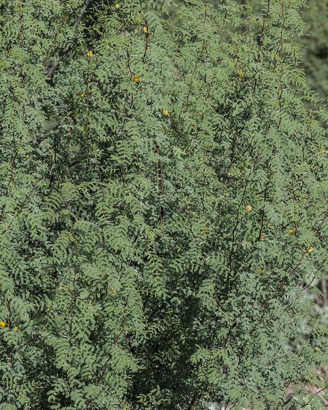 Whitethorn Acacia Plant