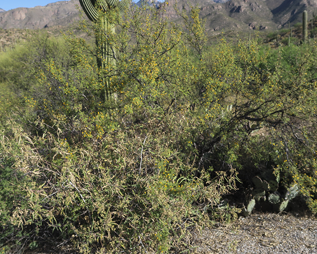Whitethorn Acacia Plant