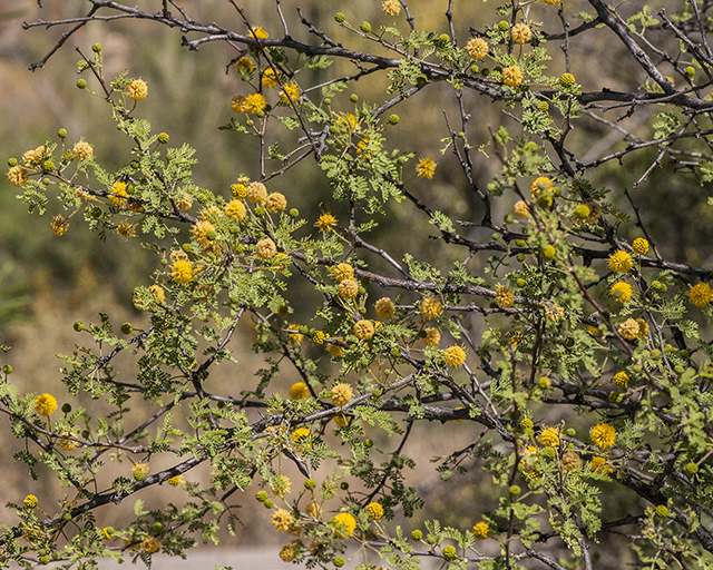 Whitethorn Acacia Stem