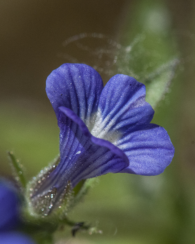 Whitewoolly Twintip Flower