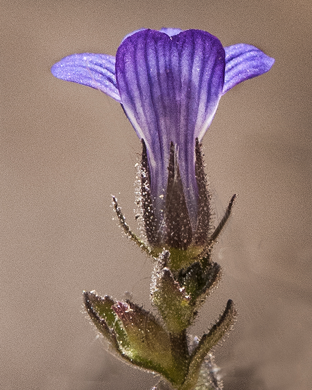 Whitewoolly Twintip Flower