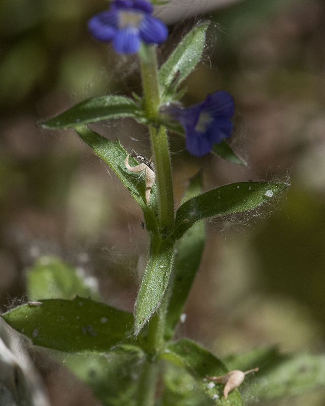 Whitewoolly Twintip Leaves