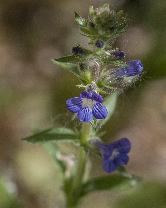 Whitewoolly Twintip Plant
