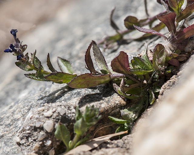 Whitewoolly Twintip Plant