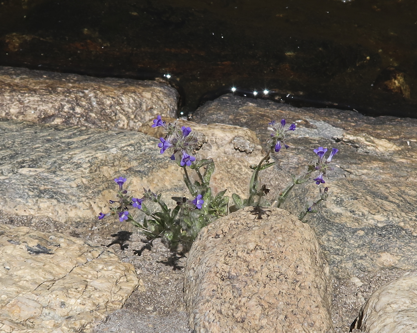 Whitewoolly Twintip Plant