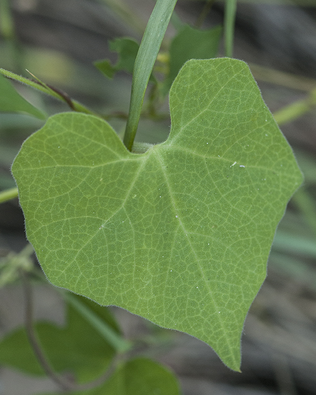 Wild Balsam Apple Leaves