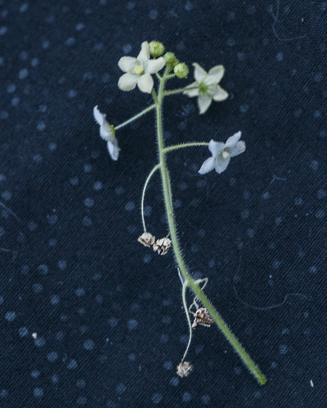 Wild Balsam Apple Stem