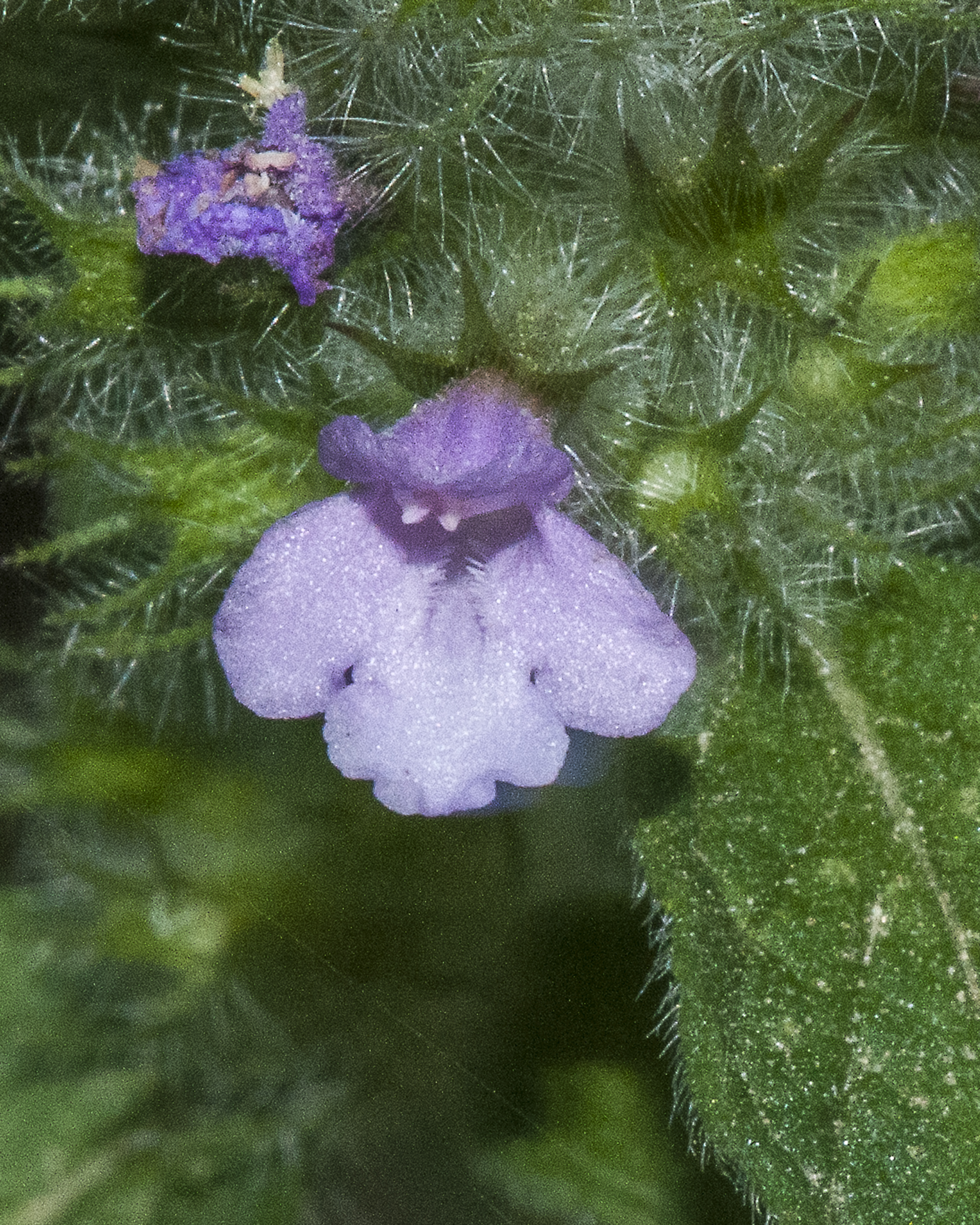 Wild Basil Flower