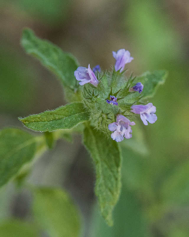 Wild Basil Head