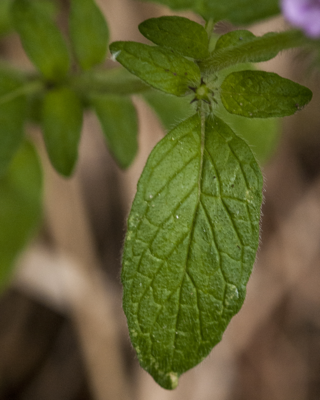 Wild Basil Leaves