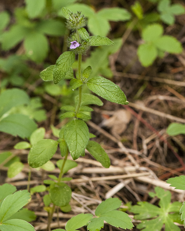 Wild Basil Plant
